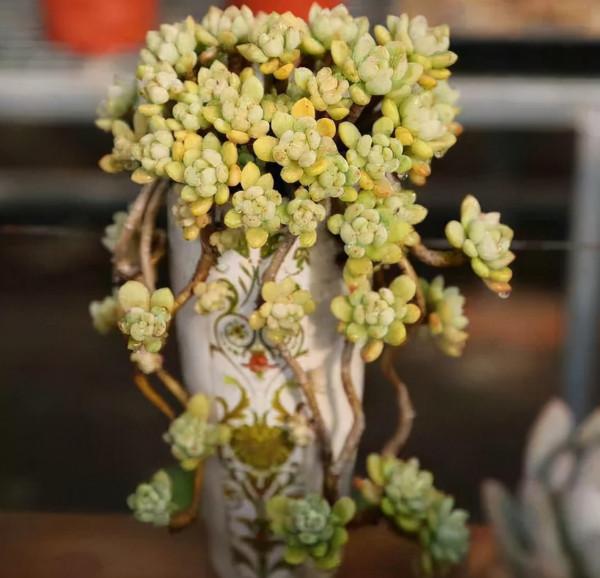 多肉植物 | 多肉個個都是老樁 多肉植物 | 多肉個個都是老樁