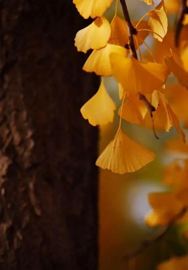 快來，房山這條“金色”打卡聖地又到最美時刻！多圖記錄美好瞬間