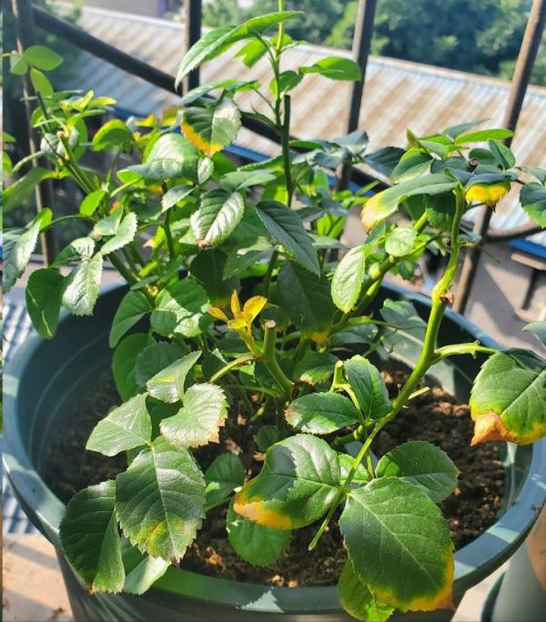 季水黃與肥害傻傻分不清嗎？7種常見黃葉你應該瞭解