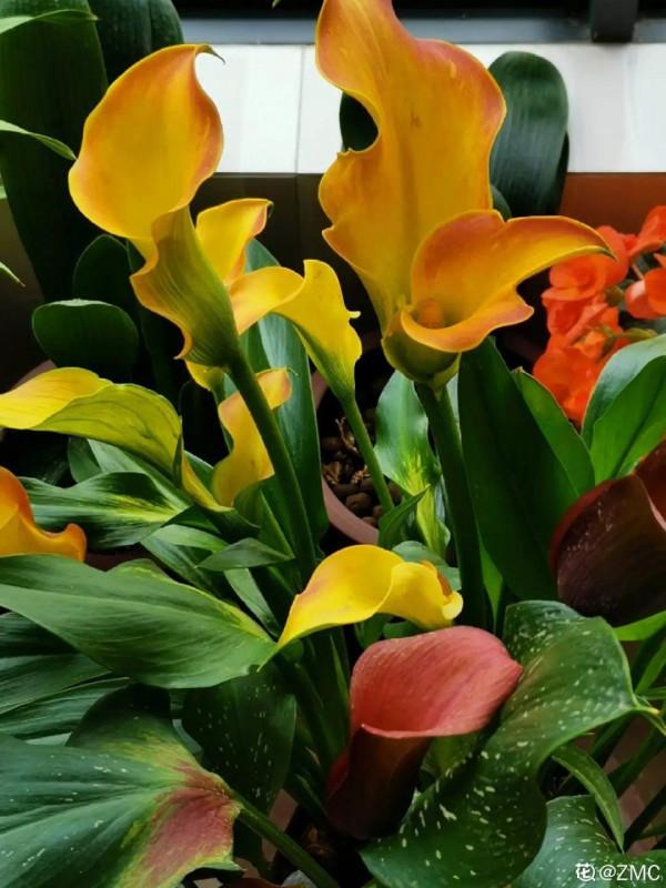 臘月買花，8種花白送都別要，養不活，還惹一肚子氣