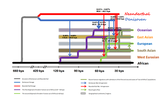 研究提出新方法重塑史前人類基因交流與演化模型