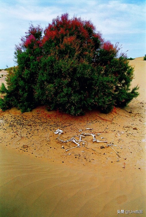 額濟納這些最美秋色,今年看不到了,來年你要去嗎? 額濟納這些最美秋色,今年看不到了,來年你要去嗎?