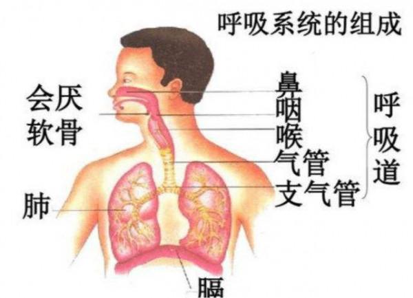 怎樣判斷咽炎和氣管炎? 怎樣判斷咽炎和氣管炎?