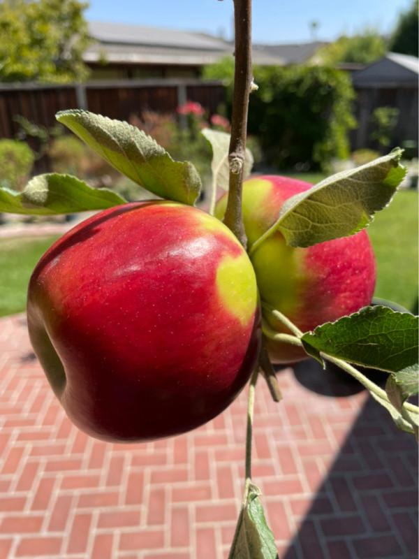 80塊錢一斤的草莓，過年遭哄搶，4種平價好吃水果沒人要