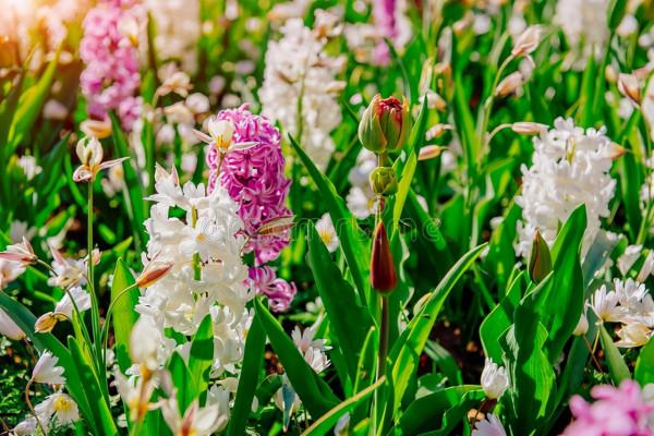 12種超級耐寒花卉，在冬季裡也會安然無恙