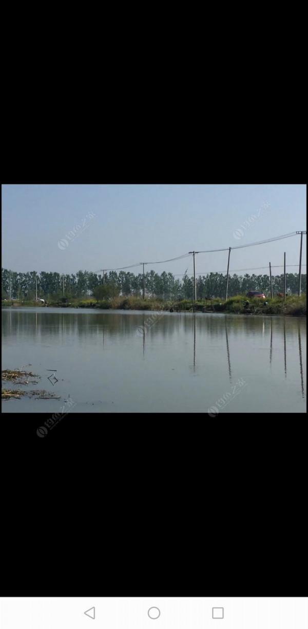 百人競釣黃碼河