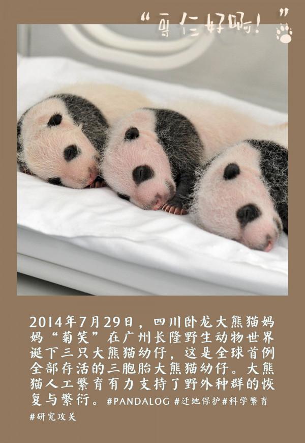 鏡觀中國丨大熊貓的30張拍立得：一部保護“滾滾”的PLOG