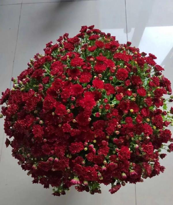 屋裡養盆“香水花”,活脫脫的“活香水”,滿屋香味還特別耐寒 屋裡養盆“香水花”,活脫脫的“活香水”,滿屋香味還特別耐寒