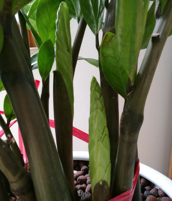 金錢樹不愛長新芽，掌握“3個要點”，小芽一個接一個