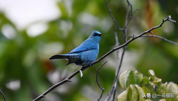 活躍在華南植物園裡的銅藍鶲