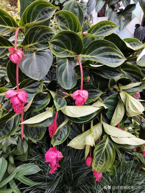 寒冬花展一一植物園百花爭迎春