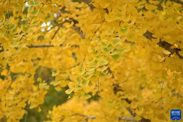 秋染京城 美景如畫