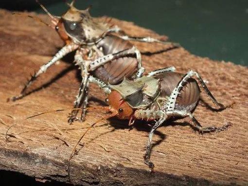 身披鎧甲的小螽斯