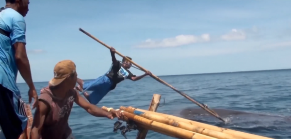 西太平洋的拉馬發獵人：專門捕殺20噸的鯊魚，一條夠全村吃5個月