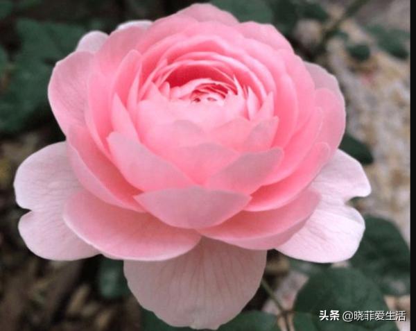 三種“漂亮花”，好養顏值高，卻被花友“嫌棄”，不是沒道理