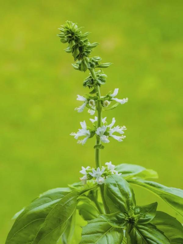 羅勒、聖羅勒、甜羅勒和河南“荊芥”，到底什麼關係？