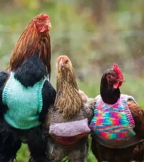 33種美麗的鳥欣賞 33種美麗的鳥欣賞