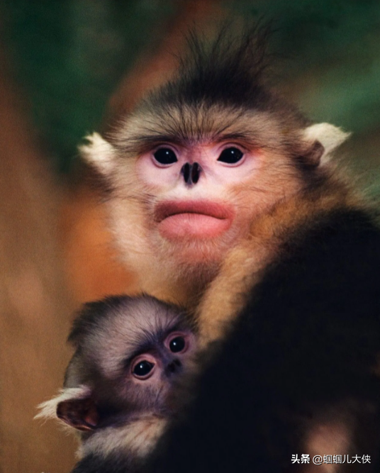 27種動物照片大集合,出生不久的小刺蝟長成這樣,大自然真神奇 27種動物照片大集合,出生不久的小刺蝟長成這樣,大自然真神奇