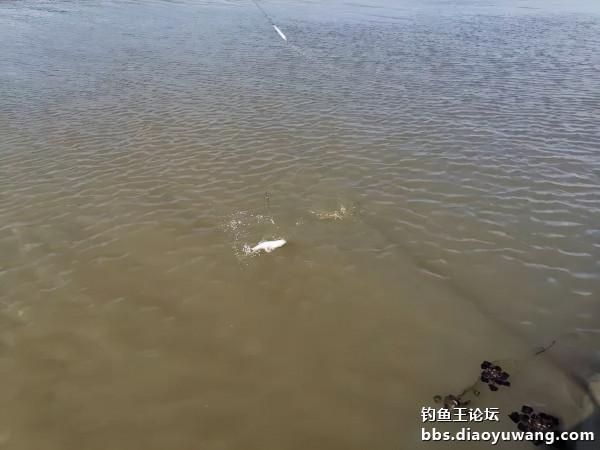 轉戰兩地，終獲一碗鮮