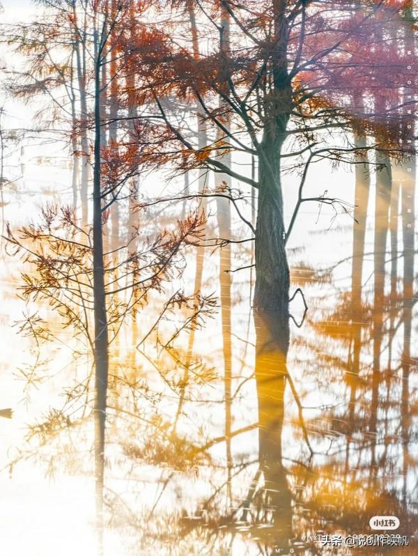 浙江紅杉林景點