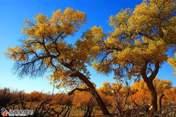 邂逅醉美金秋胡楊林
