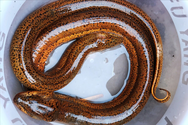 炒黃鱔，到底要不要焯水？四川大廚教你2招，又香又嫩，不臭不腥