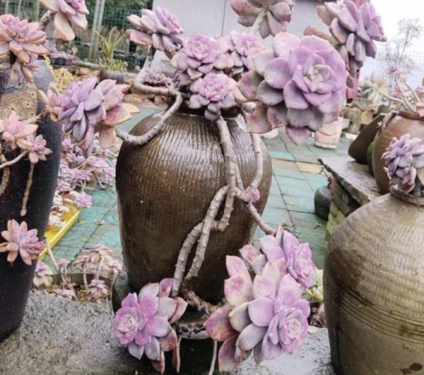 秋天家庭養花,盆栽這3樣,小盆長得好,種大盆裡反而更易爛根 秋天家庭養花,盆栽這3樣,小盆長得好,種大盆裡反而更易爛根