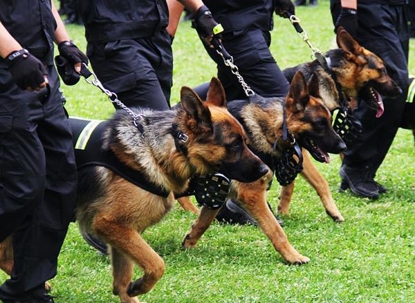 解放戰爭勝利後,埃及大使館被歹徒血洗,粟裕將軍三天內偵破此案 解放戰爭勝利後,埃及大使館被歹徒血洗,粟裕將軍三天內偵破此案