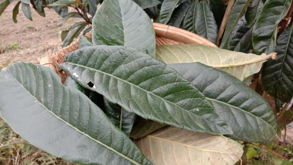 為啥枇杷葉比枇杷值錢，用它煮水止咳平喘，家中常備好幫手