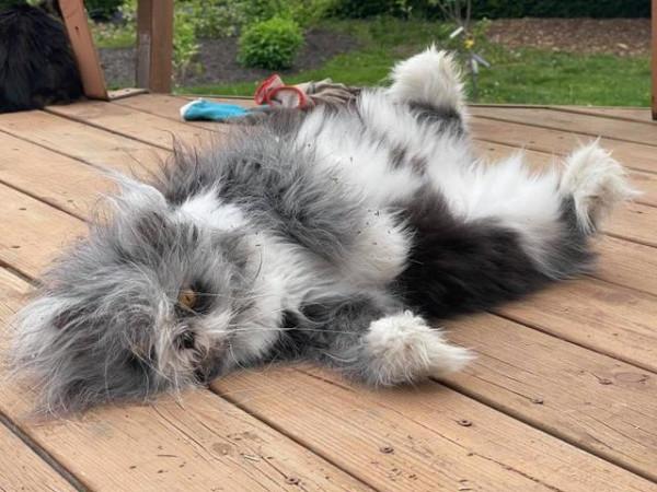 我尋思一隻貓能有多“潦草”，直到我看到了這隻貓