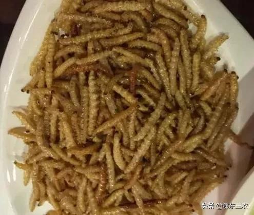 雲南農民上山捉竹蟲子180元一斤，一天能捉到四五斤，真賺錢