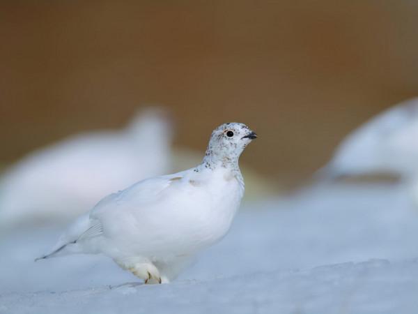 看這些野生動物的冬日“換裝”秀