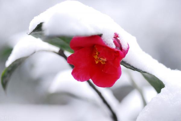 天氣預報：今天七九開頭，也是正月十三，雨雪來襲，有啥預兆？