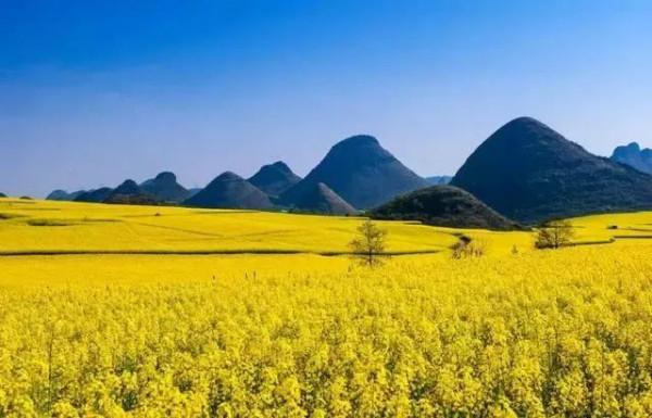 分享圖片，春天來了，滿山遍野的油菜花開了