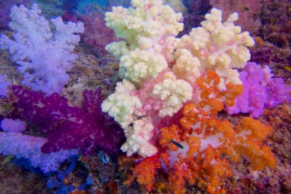 軟珊瑚(Alcyonacea) 軟珊瑚(Alcyonacea)