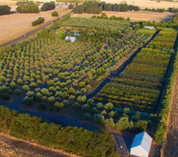 廣東大哥負債百萬，靠種植橄欖營收2000萬，帶領村民發家致富