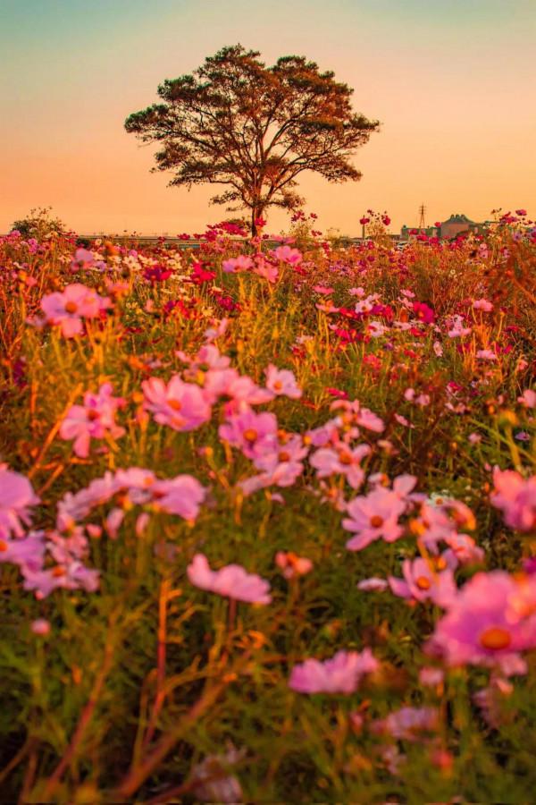 你不會種花，總該是會欣賞花吧，欣賞會有收穫的