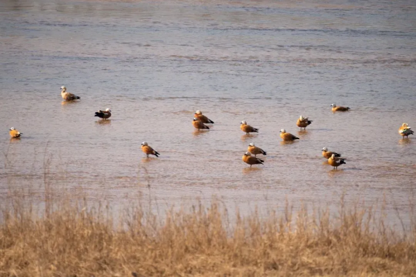 如果有時間,你會來看一看我吧…… 如果有時間,你會來看一看我吧……