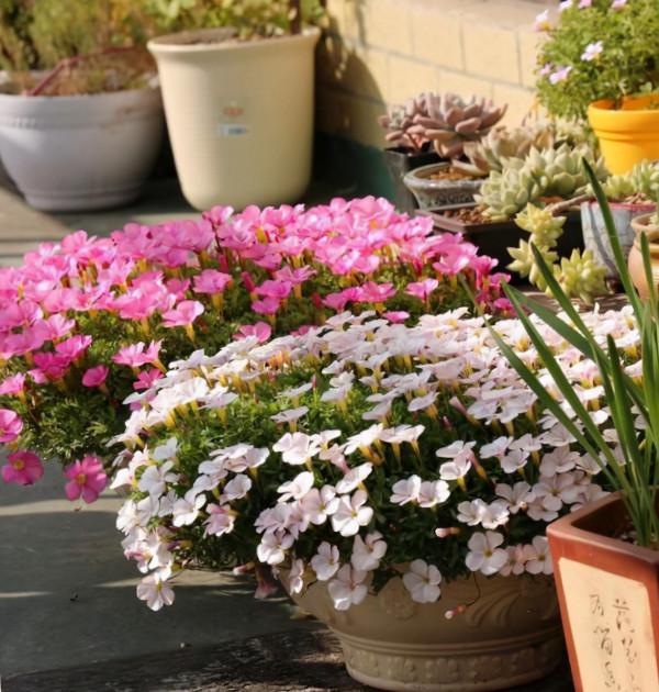 7種“漂亮花”,秋天播種正當時,撒幾顆種子,立冬就能開花 7種“漂亮花”,秋天播種正當時,撒幾顆種子,立冬就能開花