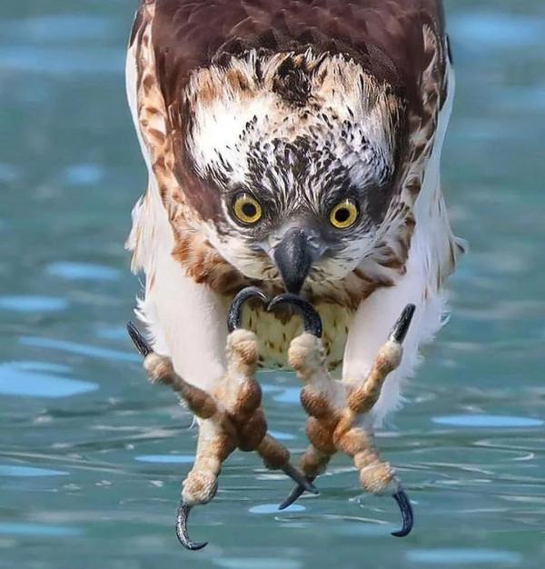 分享——最珍貴罕見的鳥