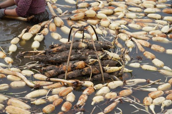 買蓮藕，要分清“七孔”和“九孔”，口感差別大，做菜別買錯了