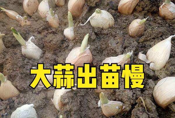 大蒜出苗慢或不出苗,什麼原因?牢記5點措施,出苗又快又齊 大蒜出苗慢或不出苗,什麼原因?牢記5點措施,出苗又快又齊
