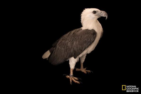 同樣都是雕,差距咋那麼大呢? 同樣都是雕,差距咋那麼大呢?