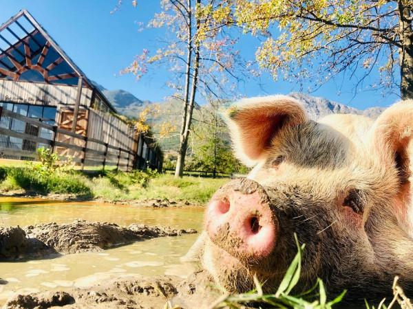 南非有一頭叫豬卡索的豬,畫了一幅畫,賣了近17萬人民幣 南非有一頭叫豬卡索的豬,畫了一幅畫,賣了近17萬人民幣