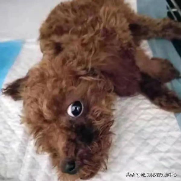 被拋棄的小泰迪又慘遭虐待,打斷頸椎後扔進橋洞等死 被拋棄的小泰迪又慘遭虐待,打斷頸椎後扔進橋洞等死