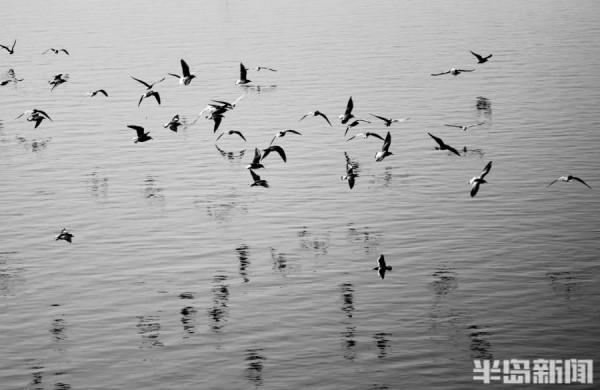 蒼鷺、海鷗、野鴨……候鳥大部隊集結白沙河