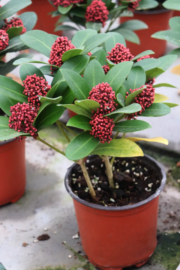 紅火過年，寓意吉祥，春節年宵花選購指南第1期，附養護攻略