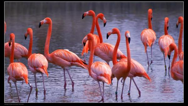 侯鳥火烈鳥紅鶴