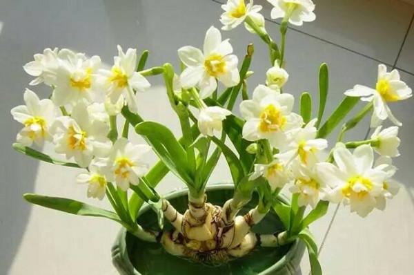 7種“帶毒花”，汁液毒性大，喜歡養在家裡，最好少動它