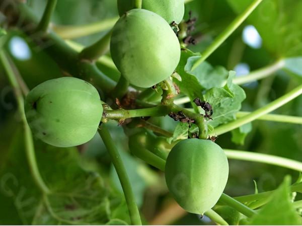 冬天在農村若看到這5種野果,再漂亮也不要採摘,它們毒性還不小 冬天在農村若看到這5種野果,再漂亮也不要採摘,它們毒性還不小